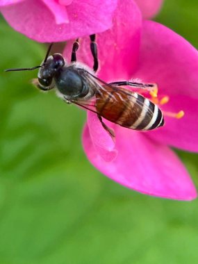 Bir çiçeğe polen saçan arıya yakın çekim 