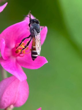  Bir çiçeğe polen saçan arıya yakın çekim