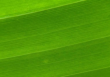 soyut yeşil izin arkaplanı