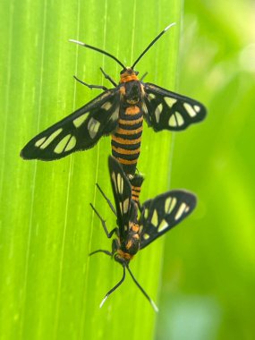 Yeşil yapraklı böceğe yakın çekim, doğal bulanık sahne