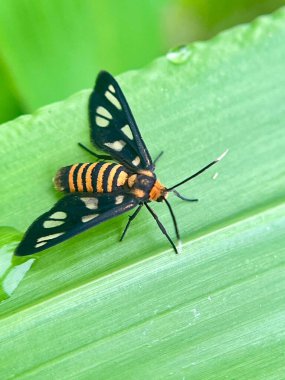 Yeşil yapraklı böceğe yakın çekim, doğal bulanık sahne