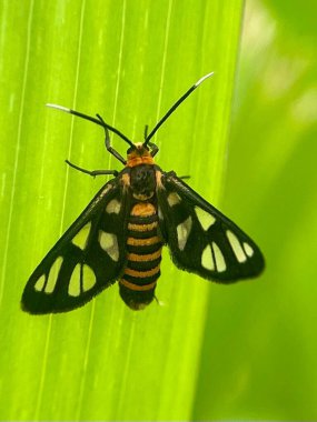Yeşil yapraklı böceğe yakın çekim, doğal bulanık sahne
