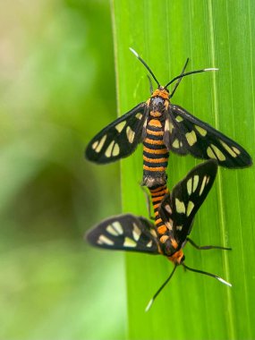 Yeşil yapraklı böceğe yakın çekim, doğal bulanık sahne