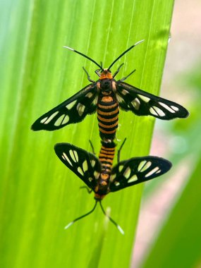 Yeşil yapraklı böceğe yakın çekim, doğal bulanık sahne