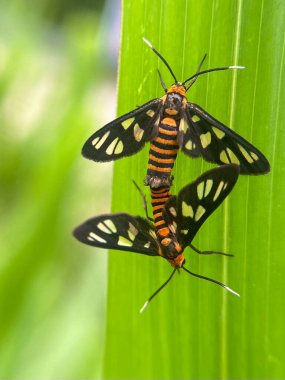 Yeşil yapraklı böceğe yakın çekim, doğal bulanık sahne