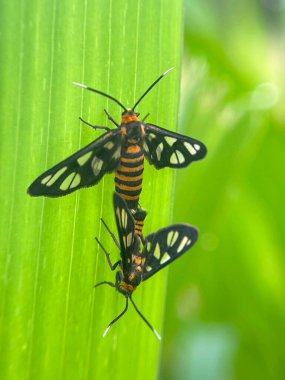 Yeşil yapraklı böceğe yakın çekim, doğal bulanık sahne