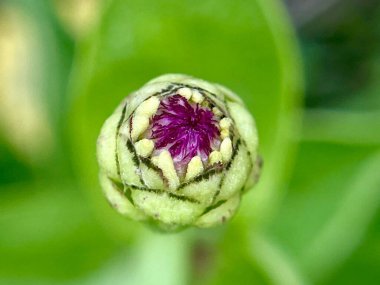  Arka planda çiçek açan çiçeklerin yakın plan, doğal bulanıklık 