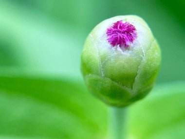  Arka planda çiçek açan çiçeklerin yakın plan, doğal bulanıklık 