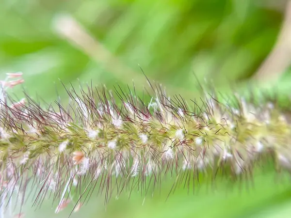 Çimen arka planı bulanık doğa arkaplanı