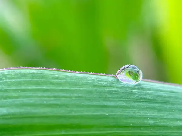 Yeşil yaprakların üzerine su damlalarının kapanması, doğal bulanık sahne