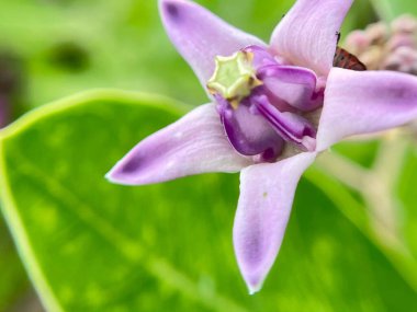 Close-Up sarı çiçek