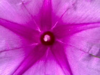 Pembe deniz otlağı çiçeklerine yakın çekim 