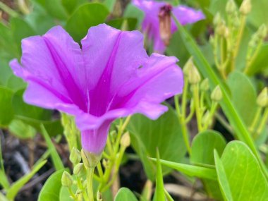 Pembe deniz otlağı çiçeklerine yakın çekim