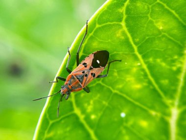 Yeşil yapraklı bir böceğe yakın çekim 
