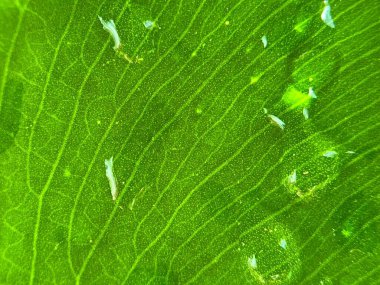 Yeşil yaprakların üzerine su damlalarının kapatılması