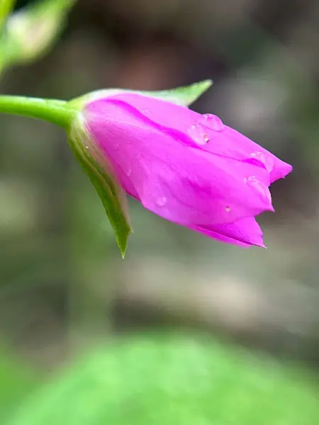 Yeşil bir yaprağın üzerindeki pembe çiçeğe yakın plan.