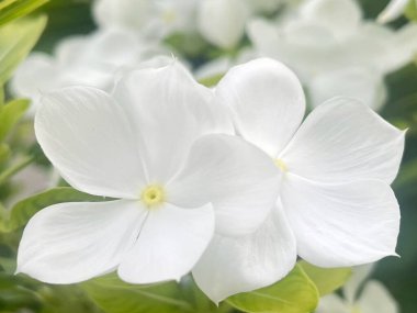 Bahçede beyaz çiçekler