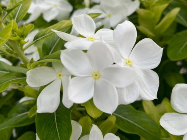  Bahçede beyaz çiçekler