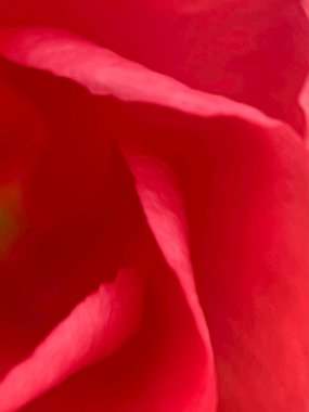 Pembe bulanık çiçek arkaplanı 