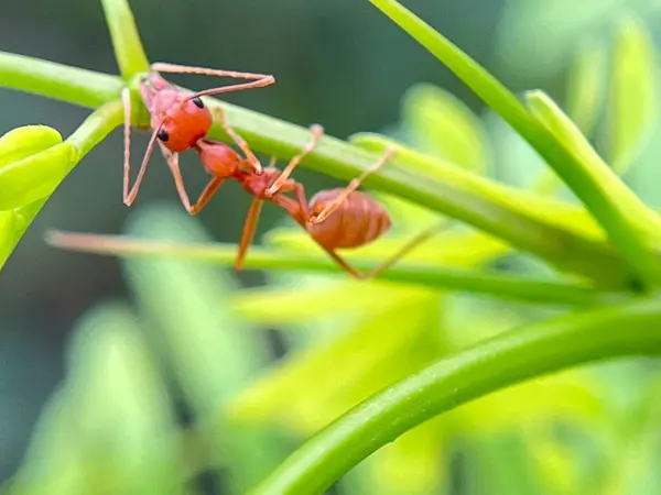 Yaprağın üzerindeki kırmızı karıncalara yakın çekim