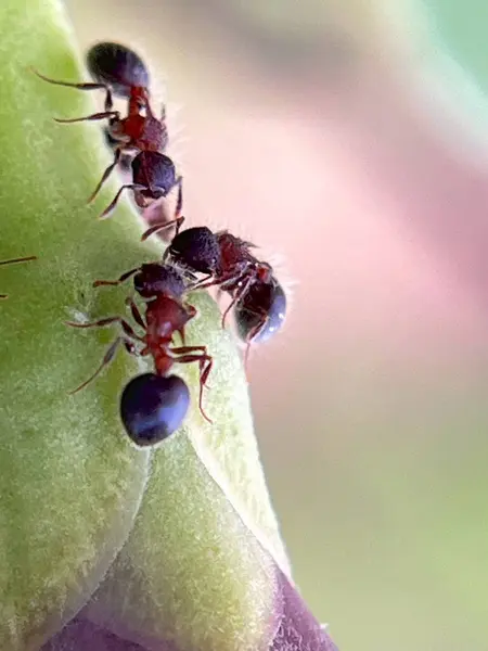 Yapraktaki karıncalara yakın çekim