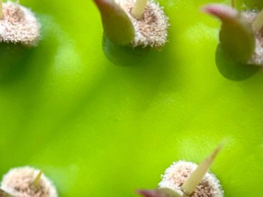 Dikenli bir kaktüse yakın çekim