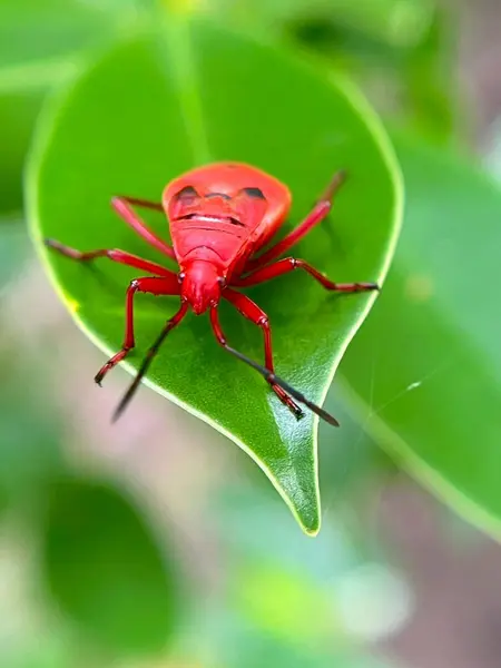  Yaprağın üzerindeki bir böceğin yakın çekimi