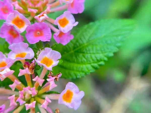 Bulanık arkaplanı olan bir çiçeğin yakın çekimi