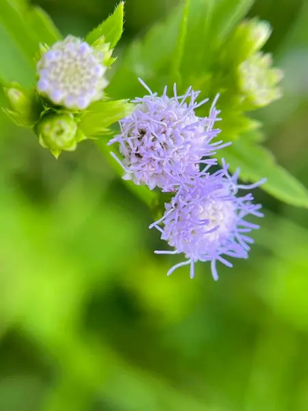 Bulanık arkaplanı olan bir çiçeğin yakın çekimi