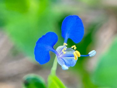 Ormanda açan çiçeklerin yakın çekimi.