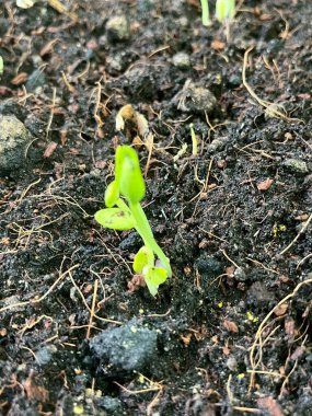 Filizlenen fideler fidyedir.