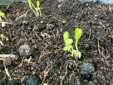 Filizlenen fideler fidyedir.