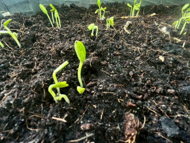  Filizlenen fideler fidyedir.