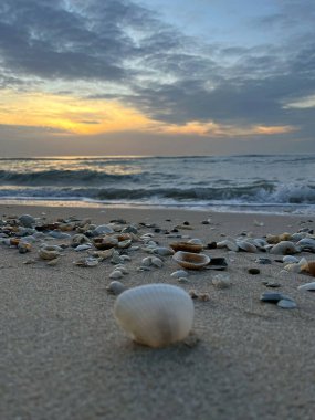Sabah sahilde deniz kabuğu