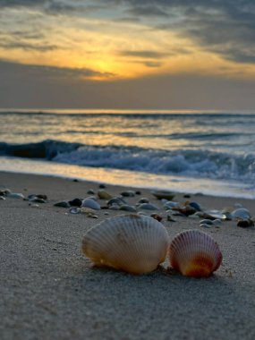 Sabah sahilde deniz kabuğu