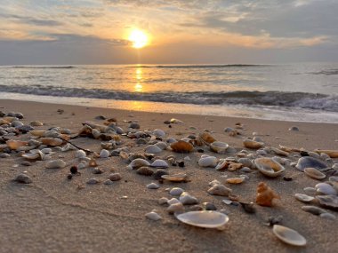 Sabah sahilde deniz kabuğu