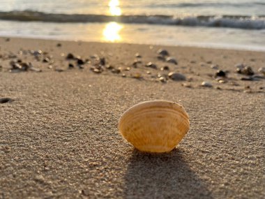  Gün batımında deniz ve kumda deniz kabukları