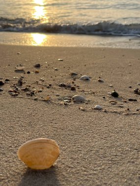  Gün batımında deniz ve kumda deniz kabukları