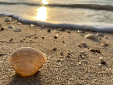  Gün batımında deniz ve kumda deniz kabukları