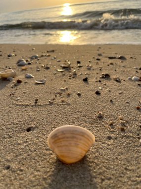  Gün batımında deniz ve kumda deniz kabukları