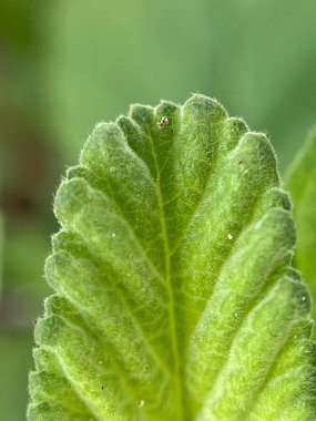 Yeşil yaprak arkaplanını kapat 