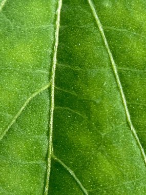 Yeşil yaprak arkaplanını kapat 