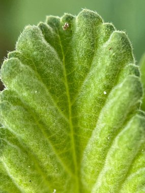  Yeşil yaprak arkaplanını kapat 