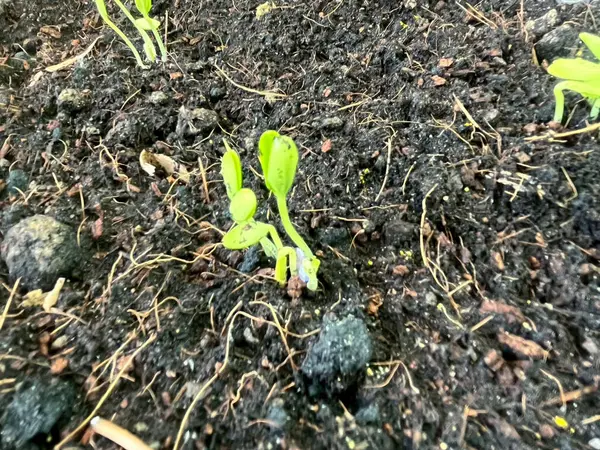 Filizlenen fideler fidyedir.