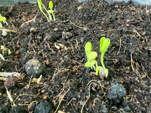 Filizlenen fideler fidyedir.