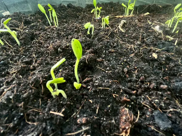  Filizlenen fideler fidyedir.