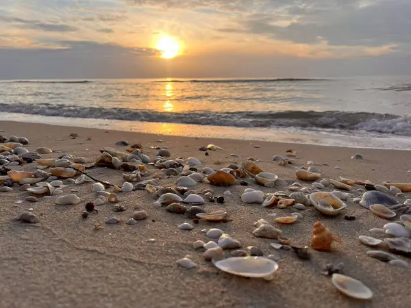 Sabah sahilde deniz kabuğu