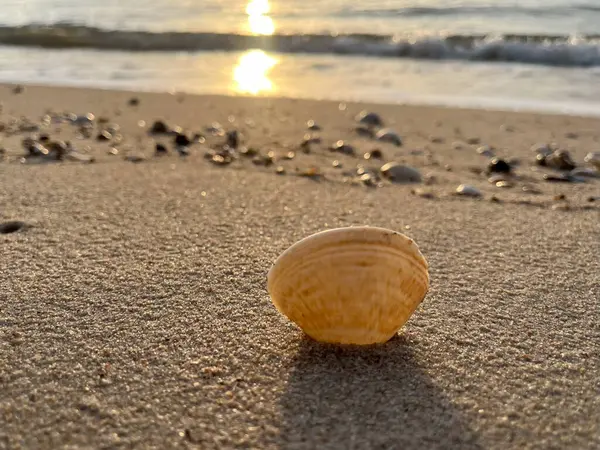  Gün batımında deniz ve kumda deniz kabukları