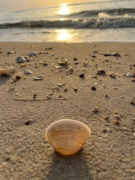  Gün batımında deniz ve kumda deniz kabukları