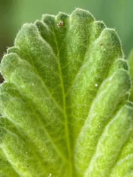  Yeşil yaprak arkaplanını kapat 
